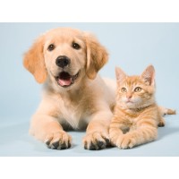 Pet Shop